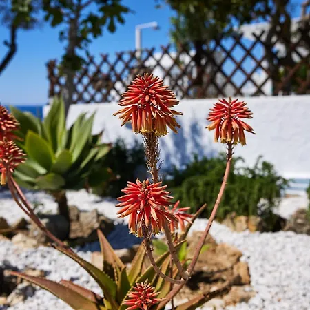 Tatil Evi Lily Mykonos